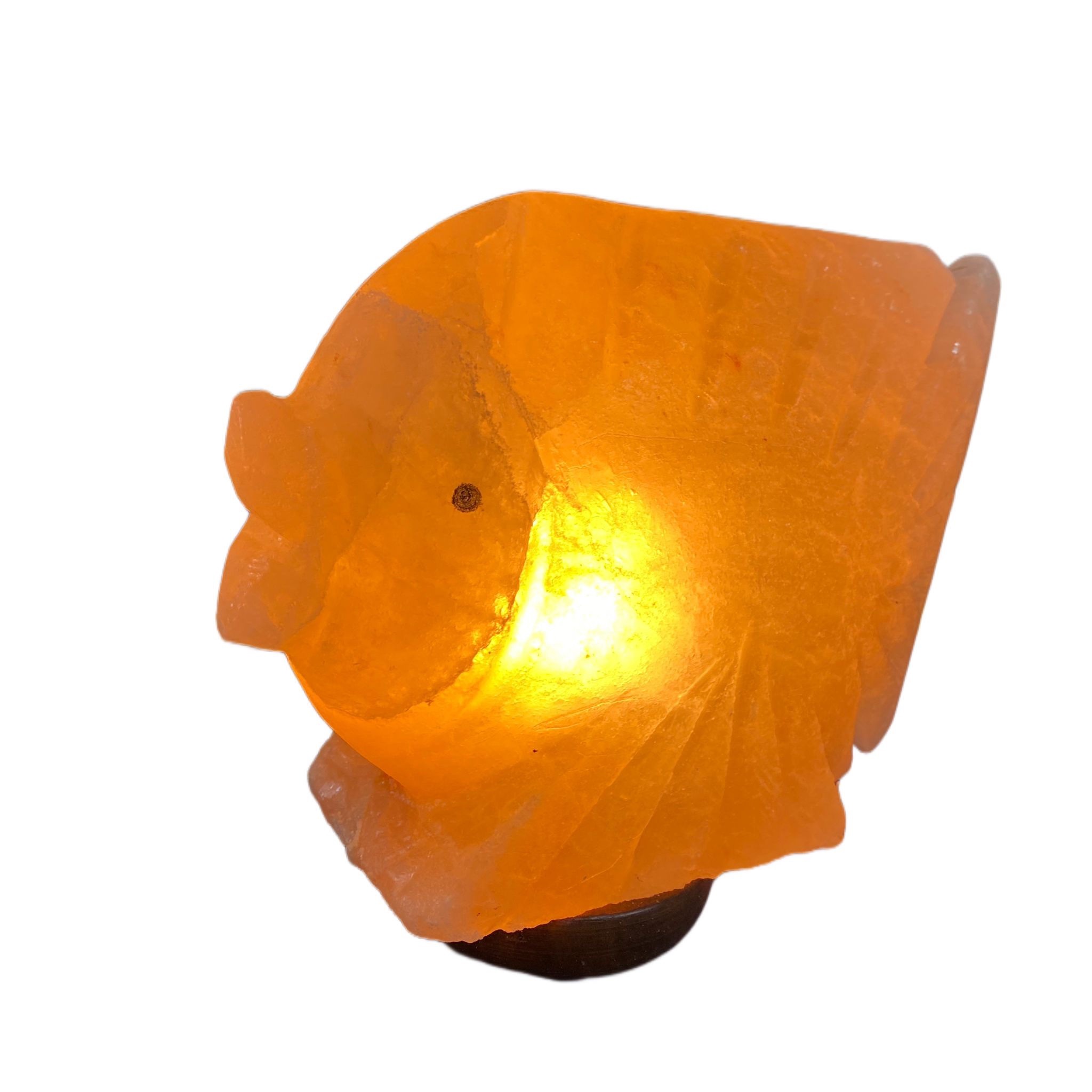 Lampada pesce , ambiente mare